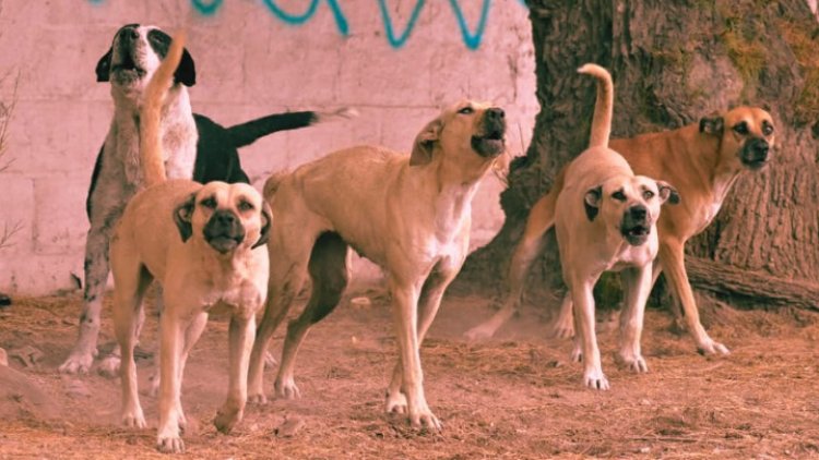 Jauría de perros asesina a hombre en mercado de Chiconcuac