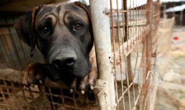 De enero a julio de 2021 suman más de 4 mil casos de maltrato animal