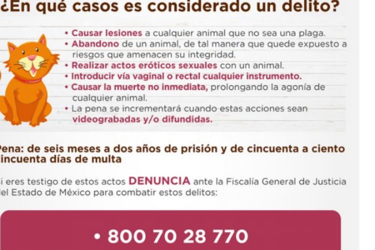 ¡De impacto! perritos de Toluca sufren envenenamiento masivo