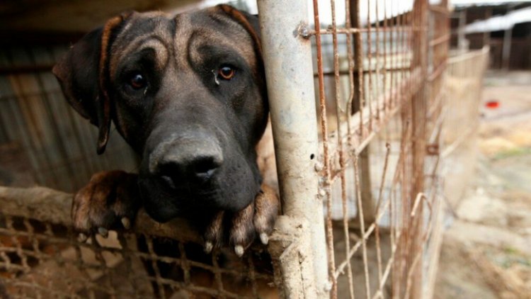 De enero a julio de 2021 suman más de 4 mil casos de maltrato animal