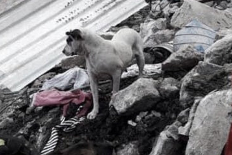 Resguardan a mascotas de Tlalnepantla