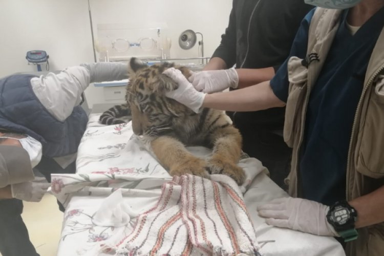Hallan cachorro de tigre en Cuautitlán Izcalli