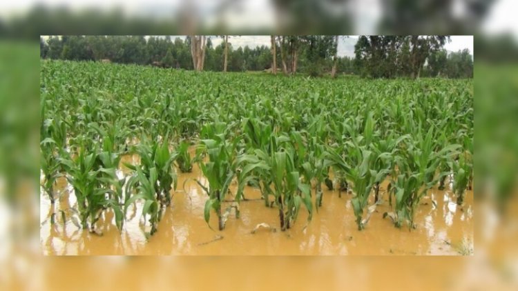 Más de ocho mil hectáreas inundadas en Edomex.