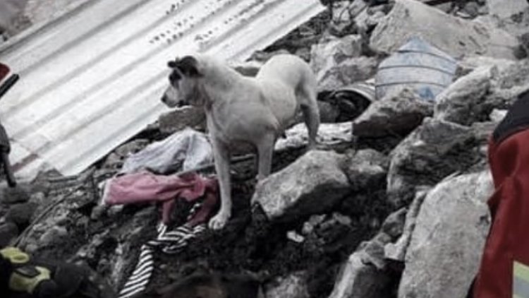 Resguardan a mascotas de Tlalnepantla