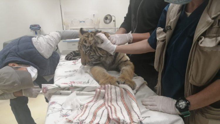 Hallan cachorro de tigre en Cuautitlán Izcalli
