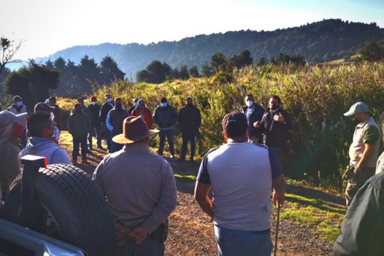 Buscan a lobo gris mexicano desaparecido en Edomex