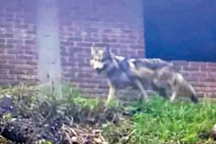 Encuentran a lobo gris que escapó en Tenancingo