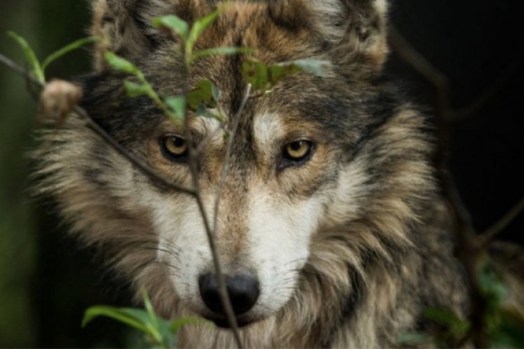 Remodelan centro de conservación de lobo gris mexicano