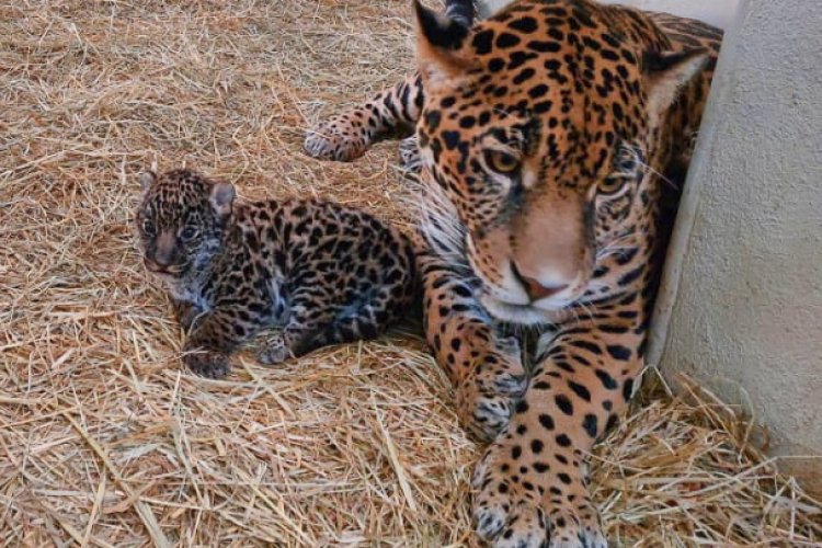 Nacen dos cachorritos de jaguar en Edomex