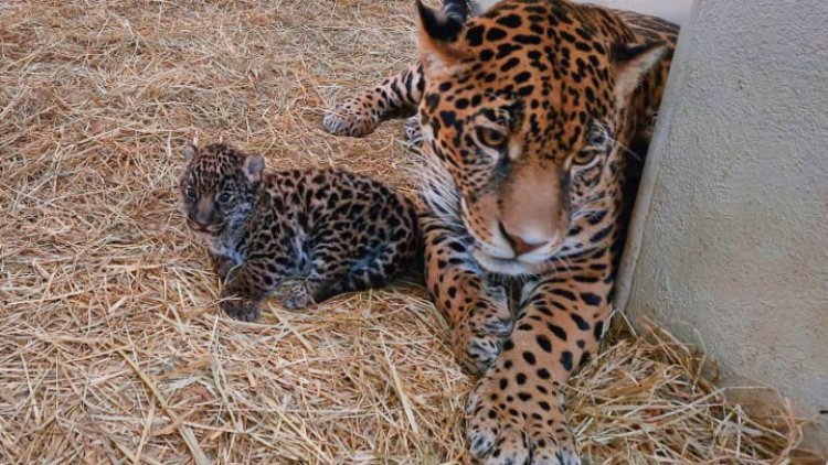 Nacen dos cachorritos de jaguar en Edomex