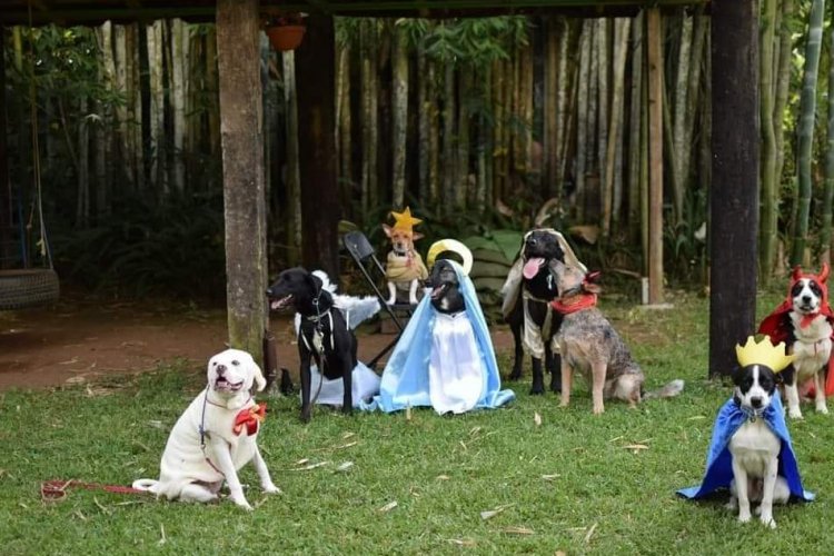 Organizan pastorela perruna en Xalapa