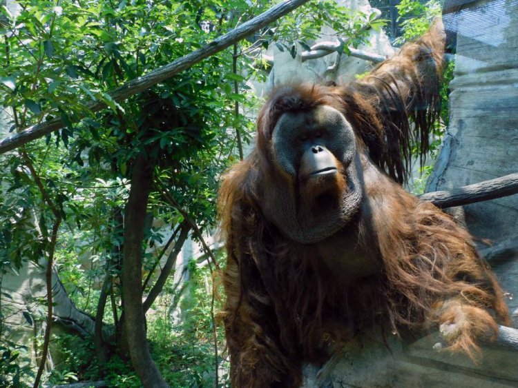 Fallece 'Toto' orangután del zoológico de Chapultepec