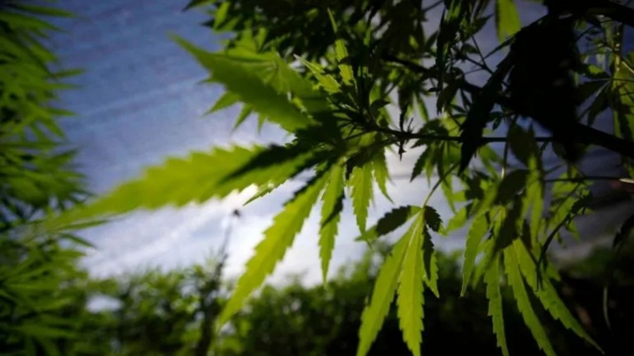 Entra en vigor el reglamento para uso medicinal de la cannabis