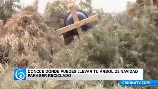 Conoce dónde puedes llevar tu árbol de navidad para ser reciclado