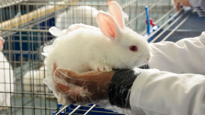 Inician vacunación de conejos en Texcoco por brote de enfermedad viral