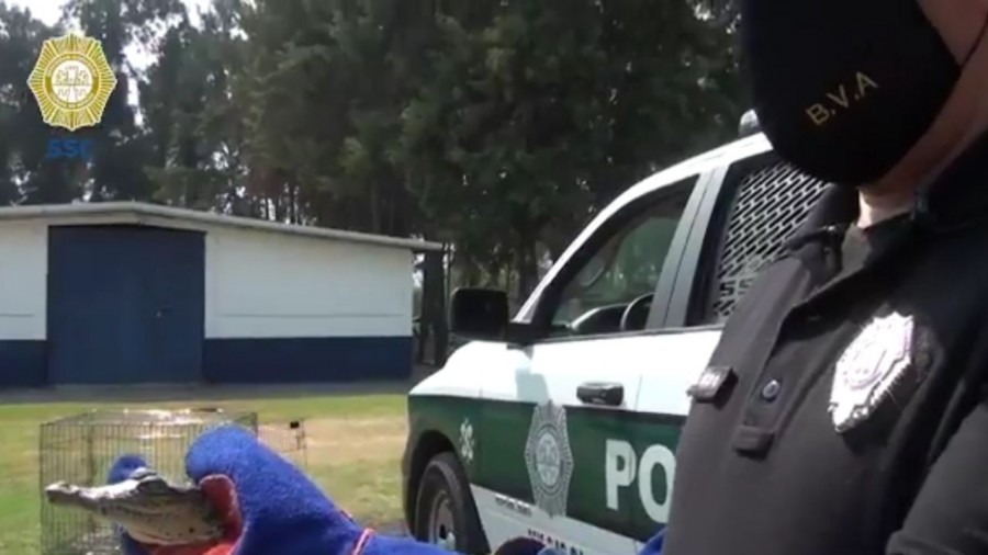 Capturan a cocodrilo que paseaba por la colonia Morelos