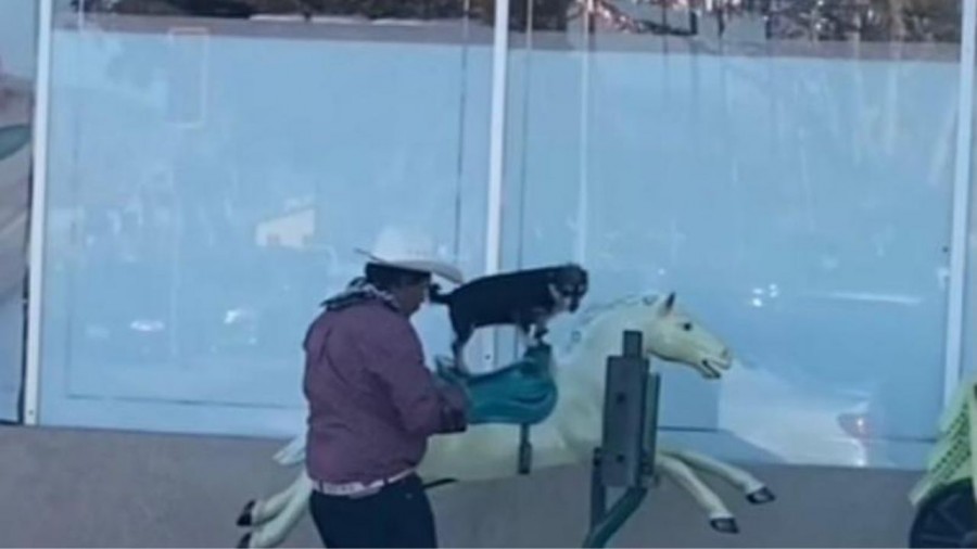 Perrito se divierte en juego mecánico
