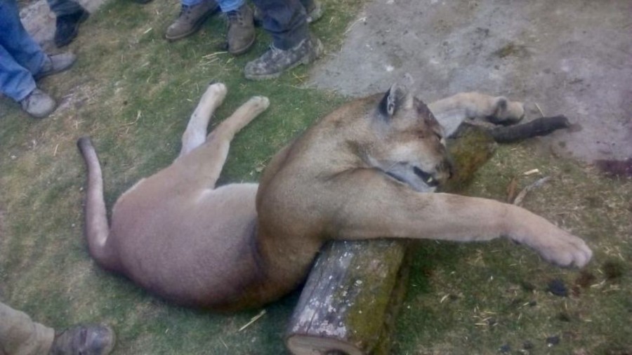 Asesinan a un puma en el Estado de México