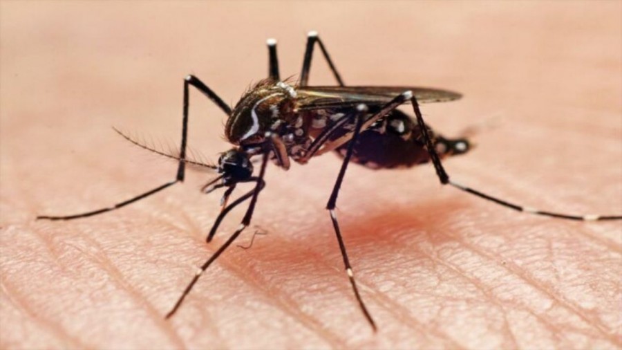 Confirman más de 80 casos de dengue en 2021