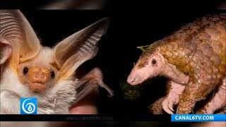 COVID-19 es de origen animal y no salió de laboratorio: OMS