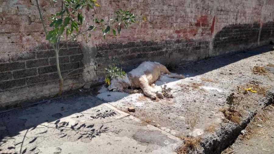 Abandonan restos de un león africano en Iztapalapa
