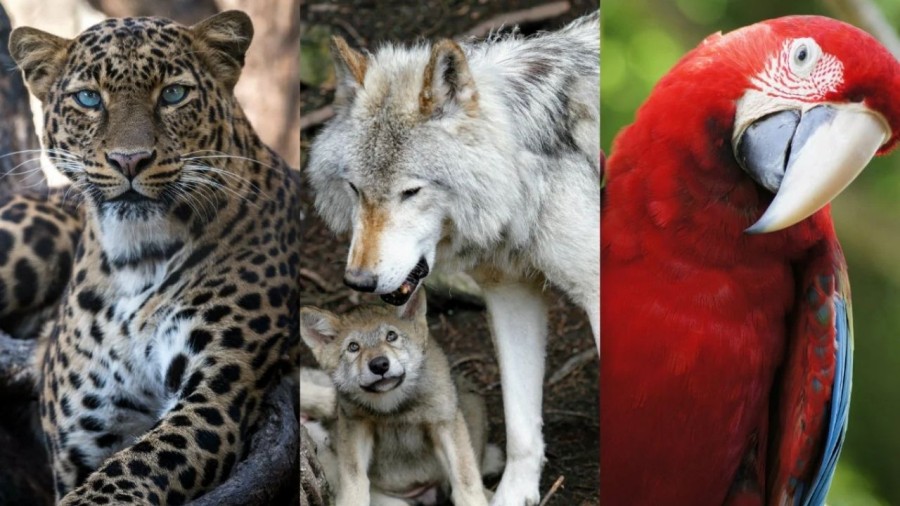 México con el mayor número de especies amenazadas