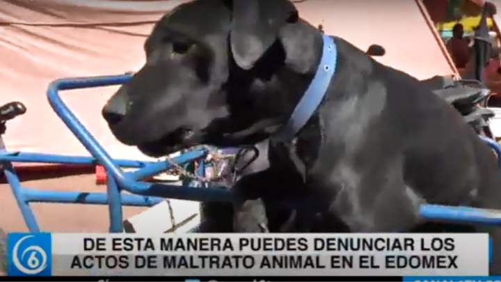 De esta manera puedes denunciar los actos de maltrato animal en el Edomex