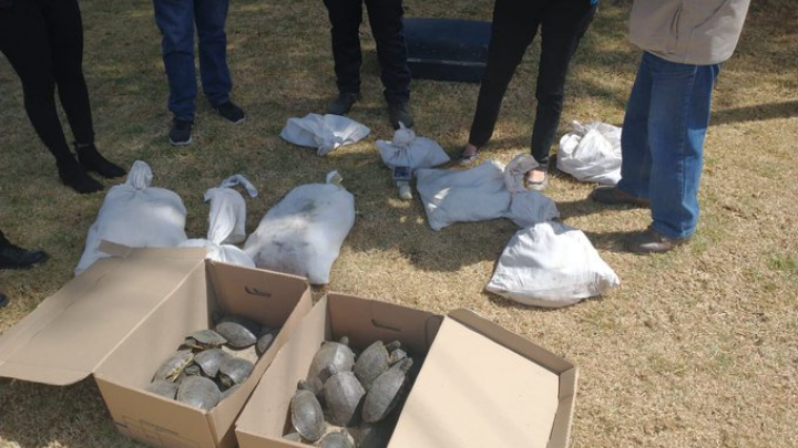 En Puebla transportaban animales en mochilas; los aseguran