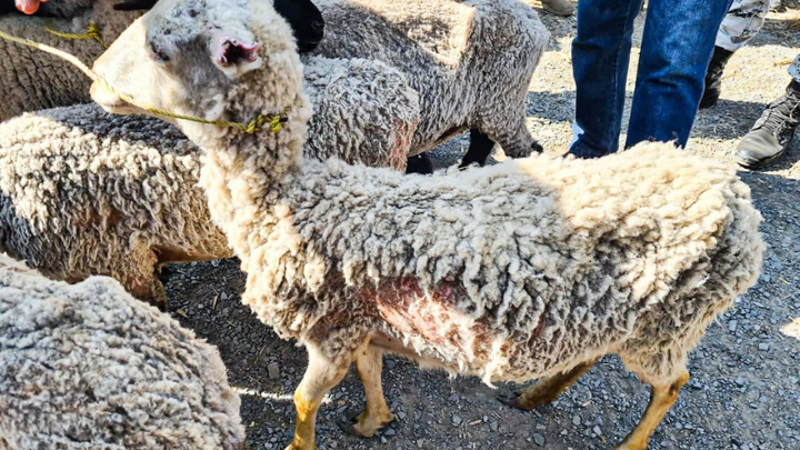 Encuentran oveja desnutrida en Almoloya de Juárez