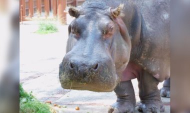 Fallece la hipopótama inés en el Zoológico de Aragón