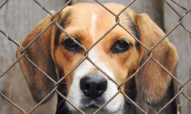 Buscan puntos de venta de animales en Edomex