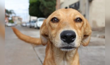 Hasta 10 años de cárcel por abandonar a mascotas