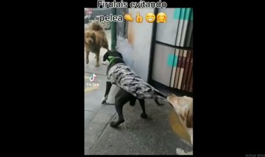 Perro detiene pelea; lo aman en redes