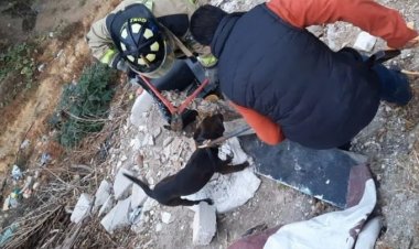 Rescatan a 19 perros y 10 aves en Coacalco