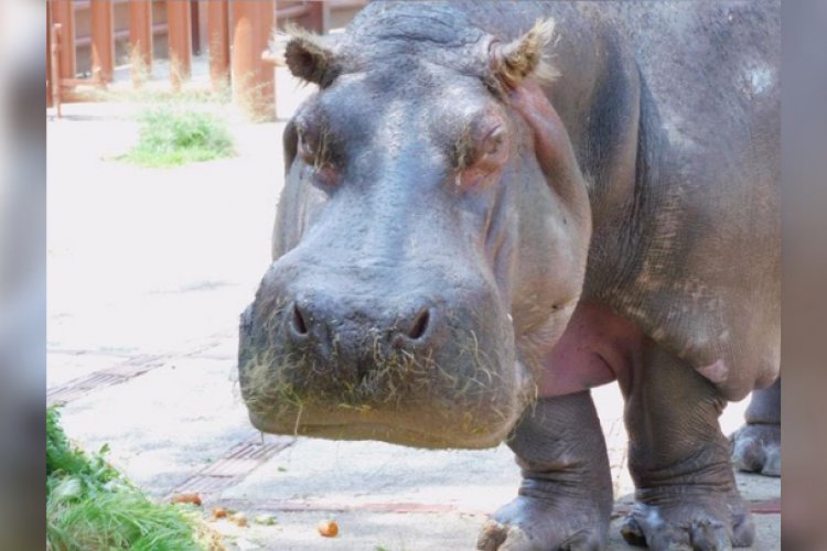 Fallece la hipopótama inés en el Zoológico de Aragón