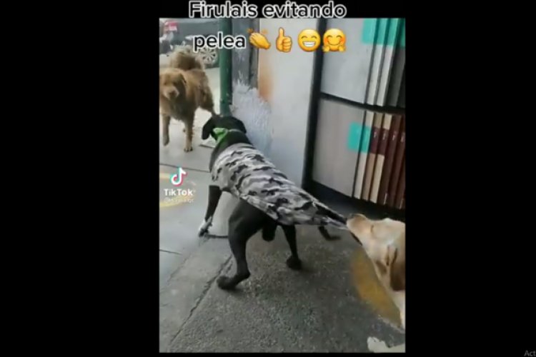 Perro detiene pelea; lo aman en redes