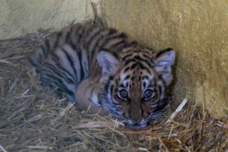 Reciben a cachorra tigresa en zoológico de Neza