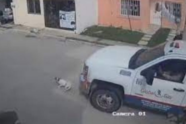 Pipa de gas mata a perrito en Villahermosa