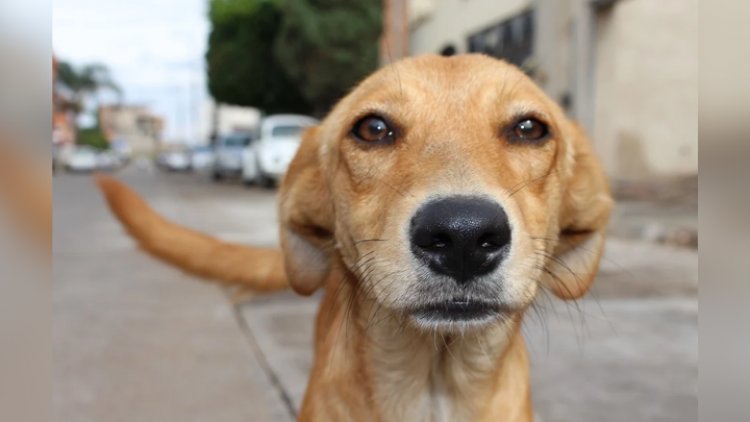 Hasta 10 años de cárcel por abandonar a mascotas