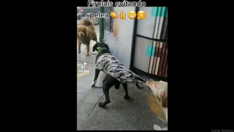 Perro detiene pelea; lo aman en redes