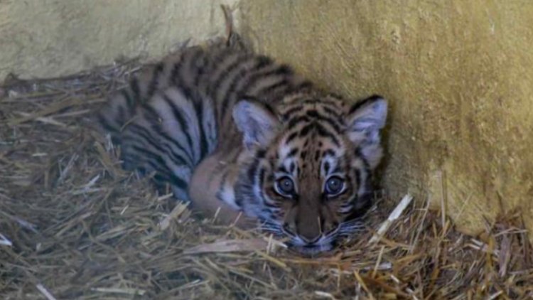 Reciben a cachorra tigresa en zoológico de Neza