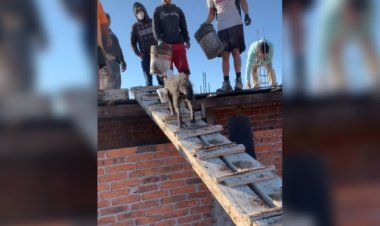 Perrito albañil se viraliza en las redes