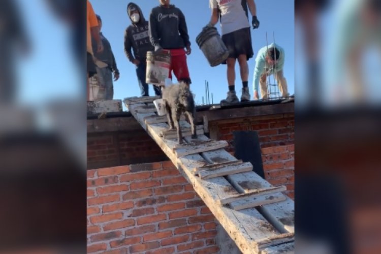 Perrito albañil se viraliza en las redes