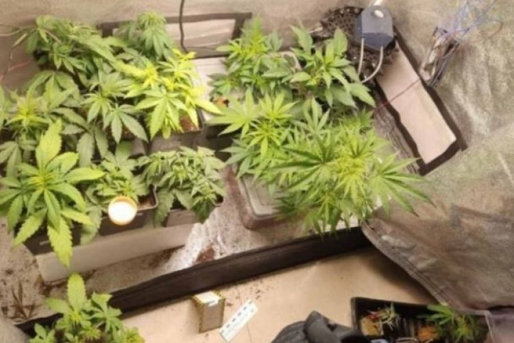 Encuentran mariguana y una boa en macetas