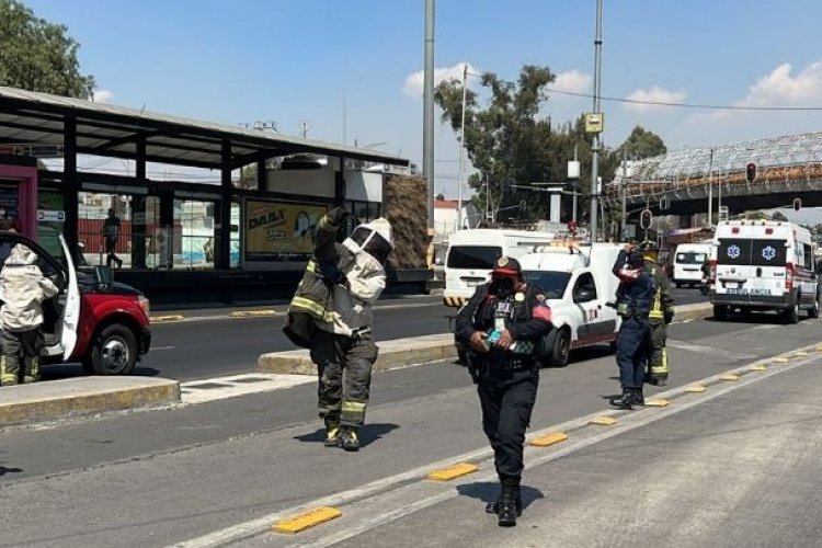 Abejas al ataque en metrobús de la CDMX