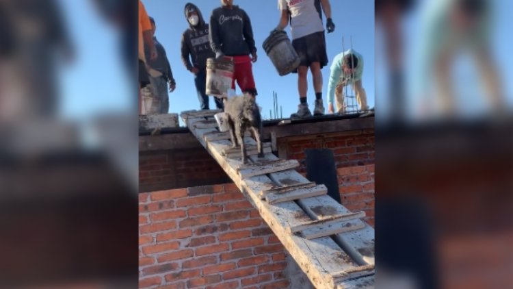 Perrito albañil se viraliza en las redes