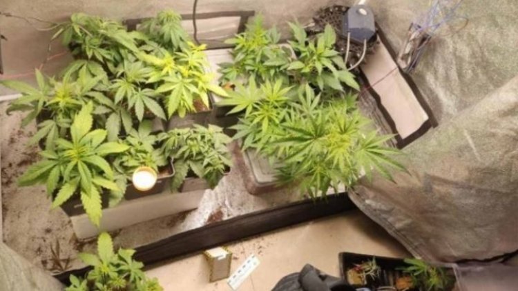 Encuentran mariguana y una boa en macetas