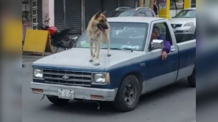 Así pasearon a perro en Cadereyta, NL