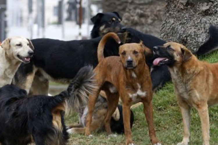 Encuentran a jauría devorando cráneo de bebé