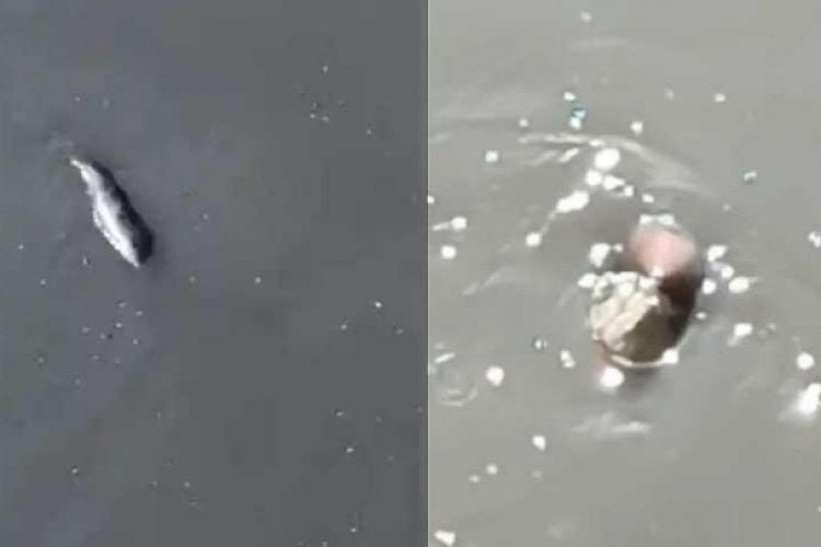 Extraña criatura habita en canal de aguas negras